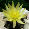 Copiapoa_ humilis ssp.humilis _FR464 _19